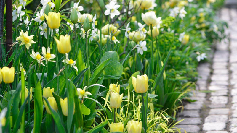 gule-tulipaner-claus-dalby-1